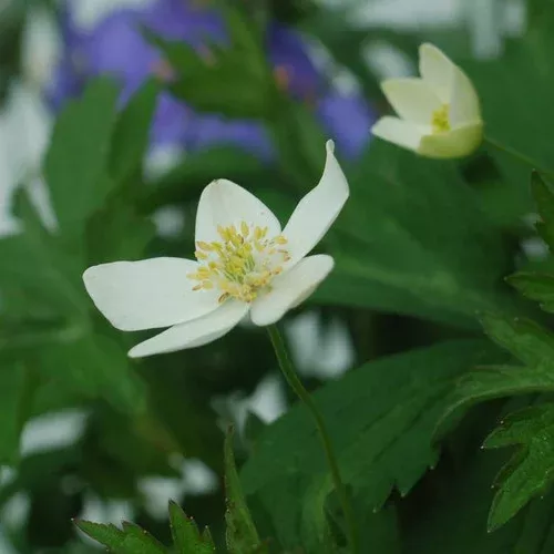 Canada Anemone Windflower