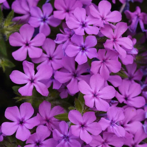 candy-cloud-pink-phlox Candy Cloud™ Pink Phlox