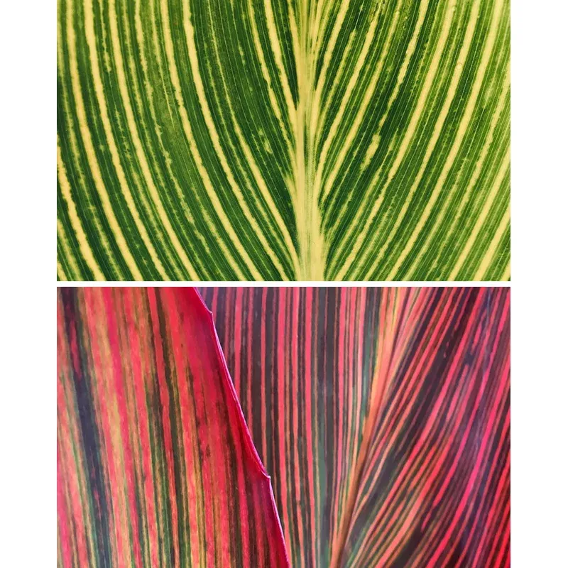 canna-mandela Canna ‘Mandela’