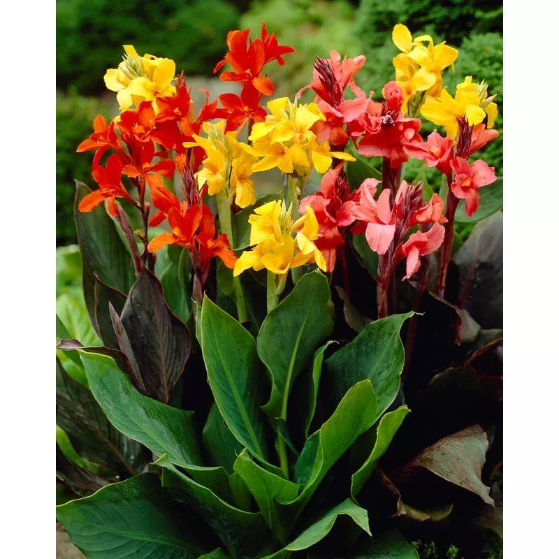 canna-mixed-colours Canna ‘Mixed Colours’