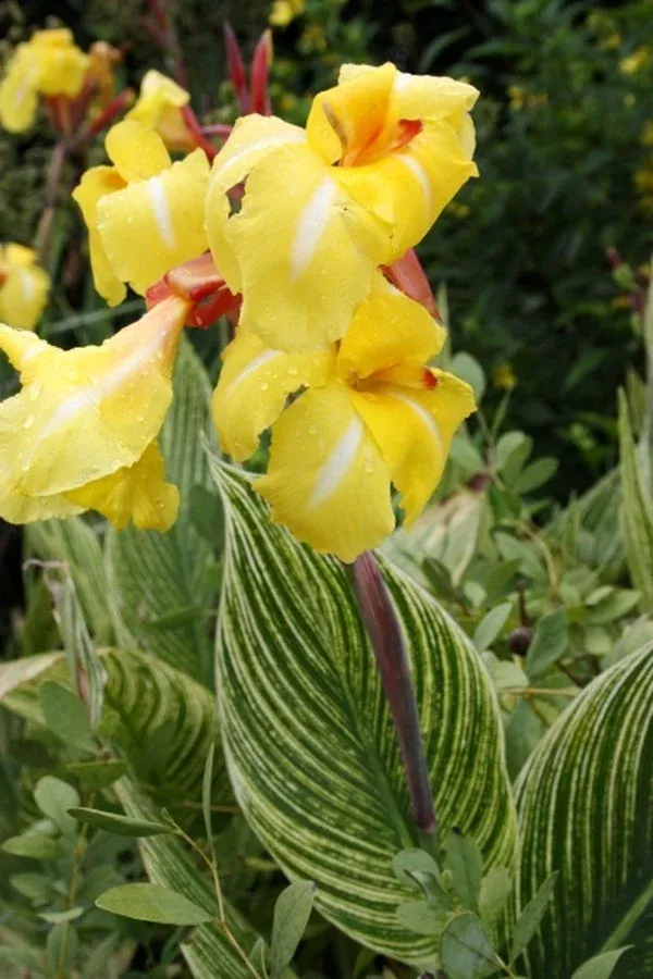Canna x generalis ‘Minerva’