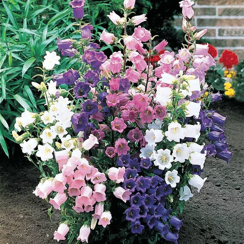 canterbury-bells-mixture Canterbury Bells Mixture