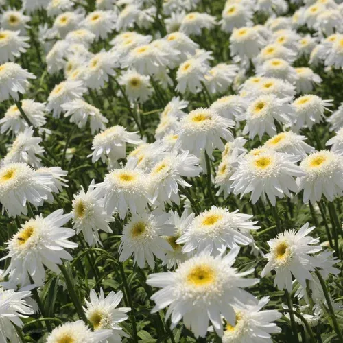 carpet-angel-shasta-daisies Carpet Angel Shasta Daisies