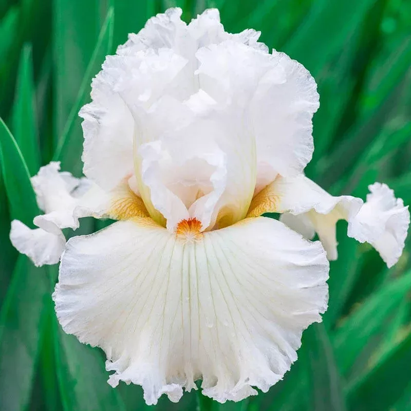 catch-star-bearded-iris Catch A Star Bearded Iris