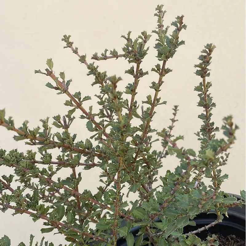 ceanothus-blue-jeans Ceanothus ‘Blue Jeans’