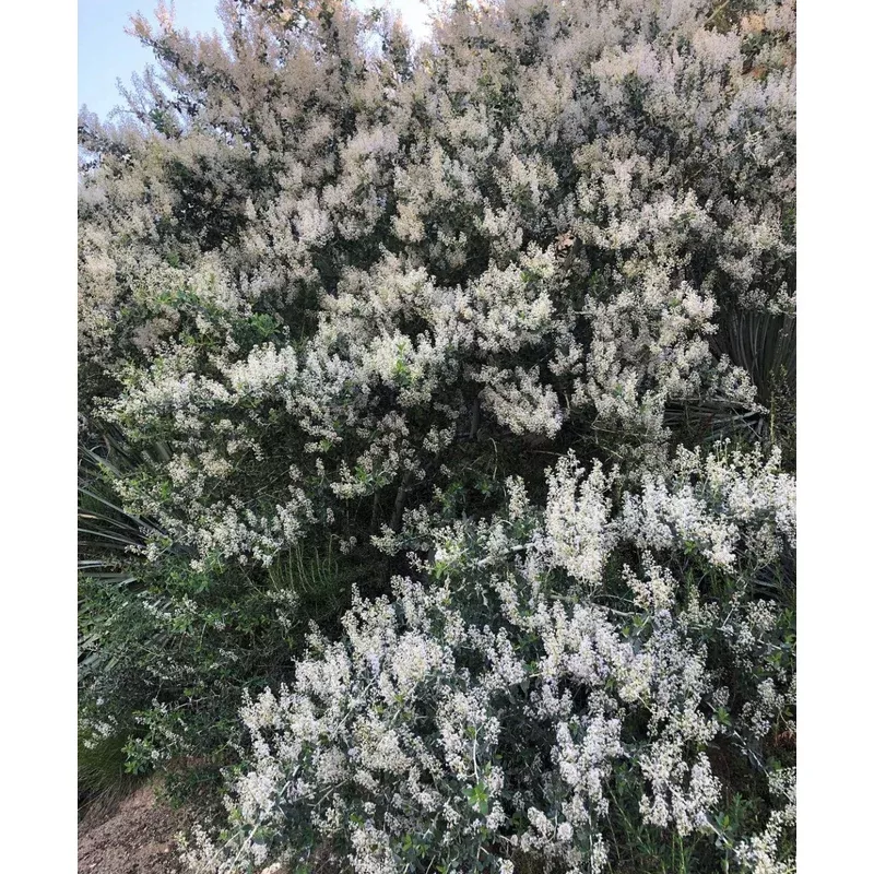 ceanothus-spinosus Ceanothus spinosus