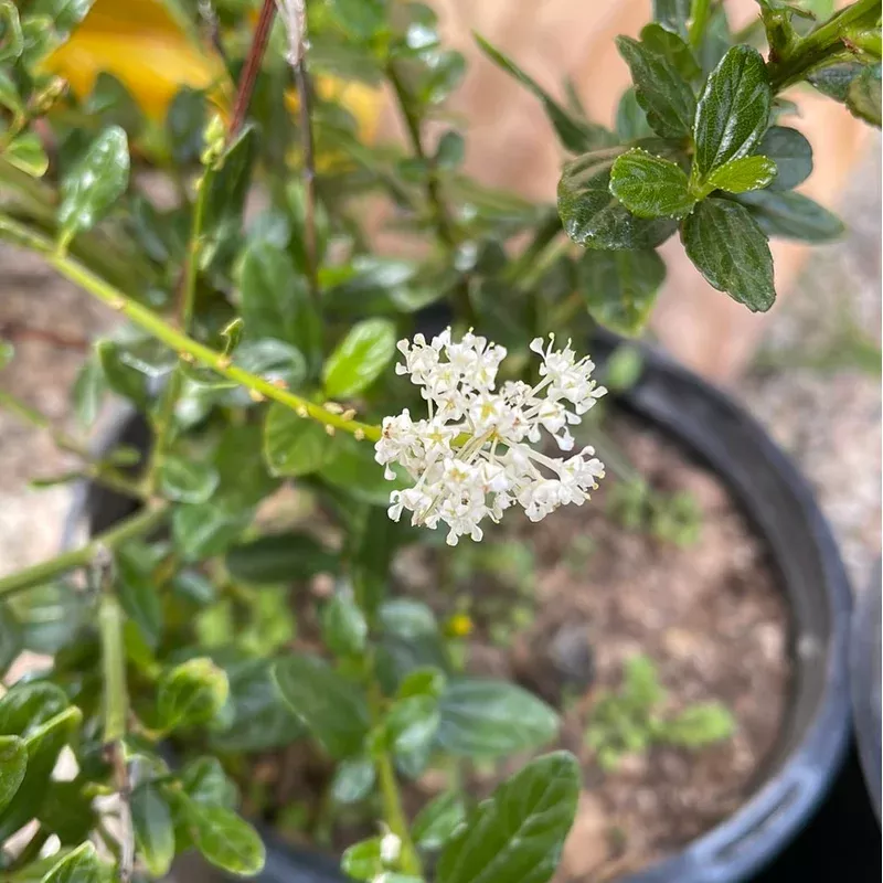 ceanothus-thyrsiflorus-snow-flurry Ceanothus thyrsiflorus ‘Snow Flurry’