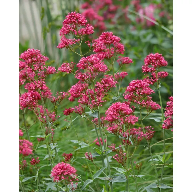 centranthus-rosenrot Centranthus ‘Rosenrot’
