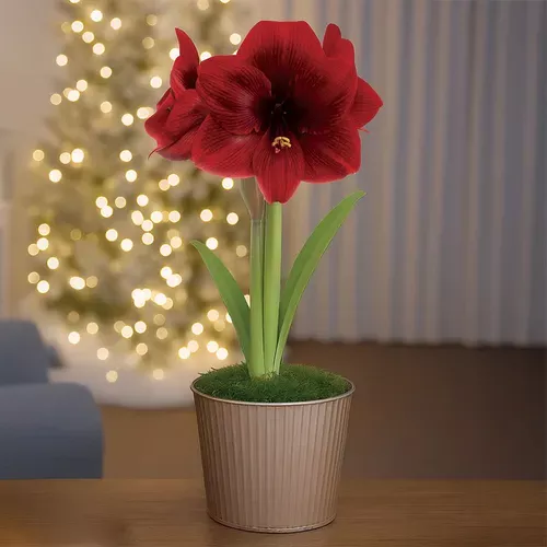 champagne-dream-single-marrakesh-potted-amaryllis-bulb-gift Champagne Dream Single Marrakesh Potted Amaryllis Bulb Gift