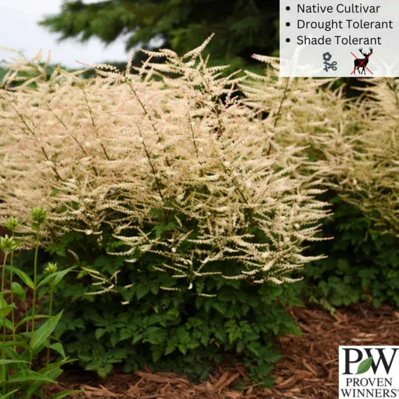 ‘Chantilly Lace’ Goat’s Beard | Aruncus ‘Chantilly Lace’