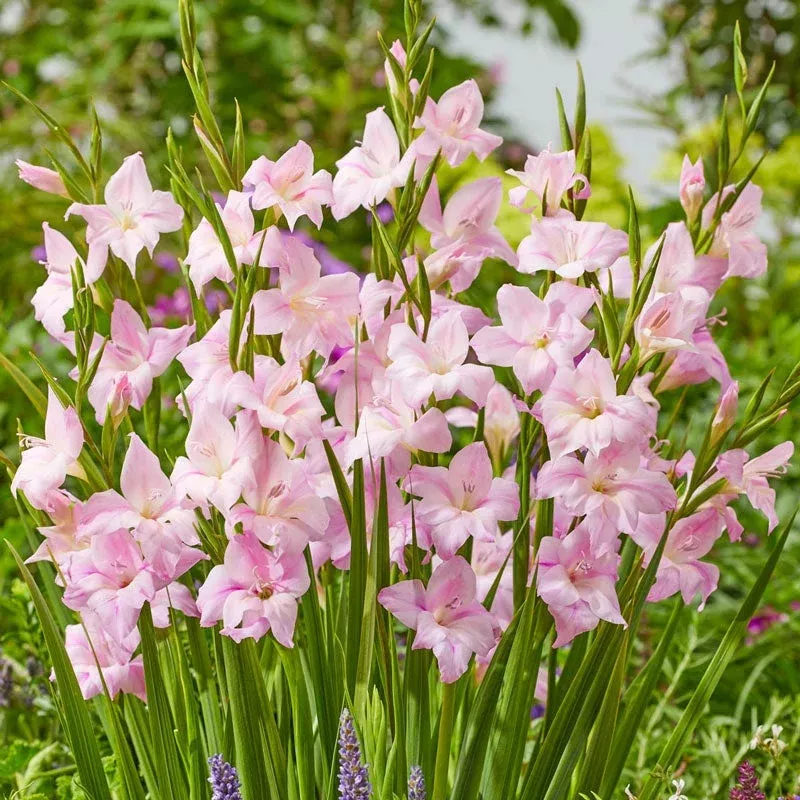 charming-lady-hardy-gladiolus Charming Lady Hardy Gladiolus