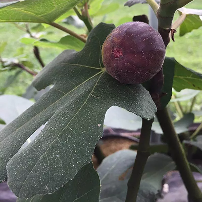 ‘Chicago Hardy’ Fig (Ficus)