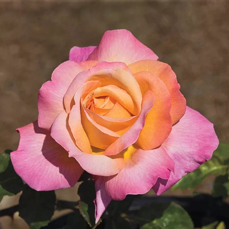 ‘Chicago Peace’ Hybrid Tea Rose