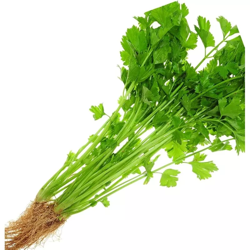 chinese-celery-apium-graveolens-seeds-planting-in-herb-garden-vegetable-patch-pl Chinese Celery Apium graveolens Seeds for Planting in Herb Garden and Vegetable Patch for Planting, Premium Seeds | Heir