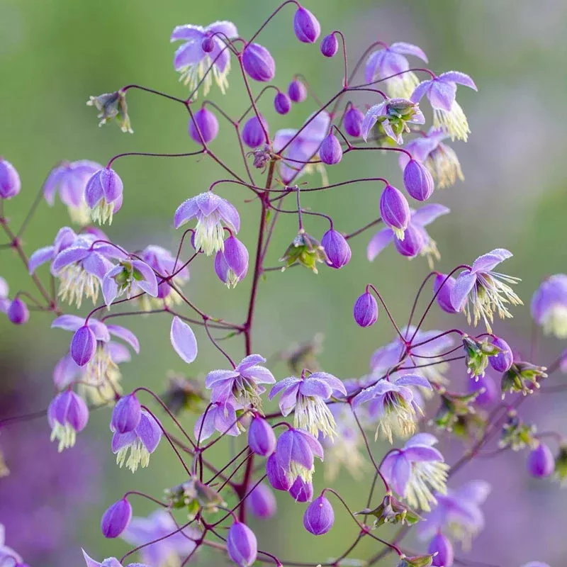 chinese-meadow-rue Chinese Meadow Rue