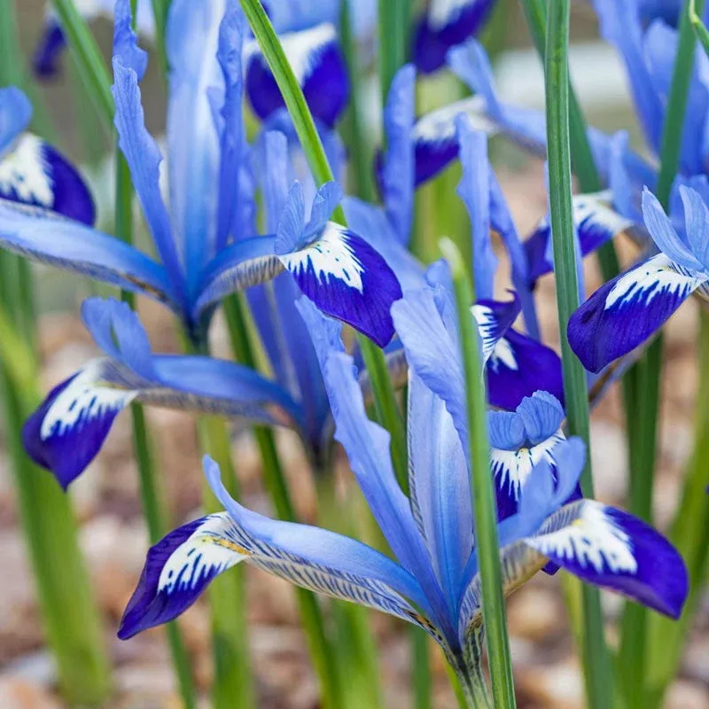 clairette-dwarf-iris Clairette Dwarf Iris