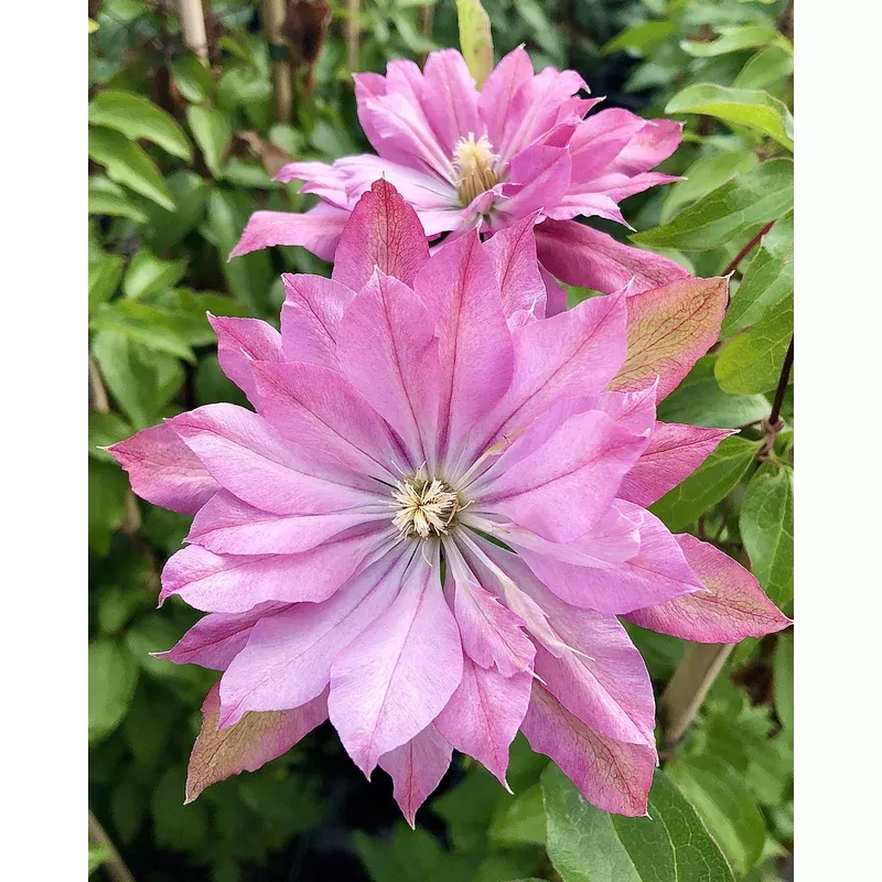 Clematis ‘Violet Elizabeth’