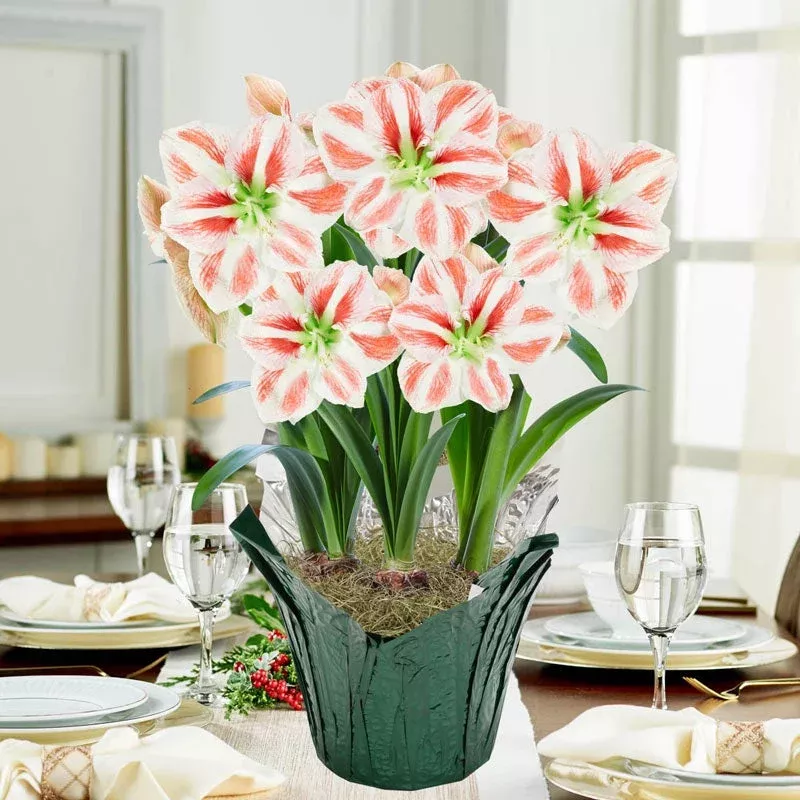clown-stripe-amaryllis-in-foil-wrapped-pot Clown Stripe Amaryllis in Foil Wrapped Pot