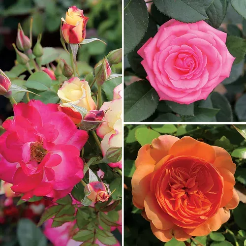 Cold Hardy Garden Roses Collection