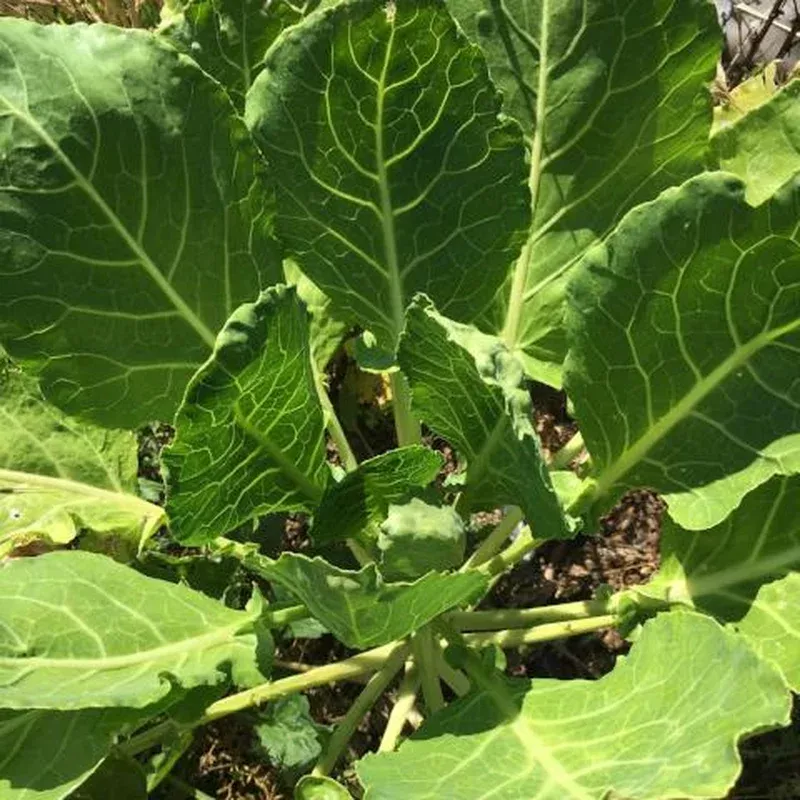 collards-cascade-glaze Collards Cascade Glaze