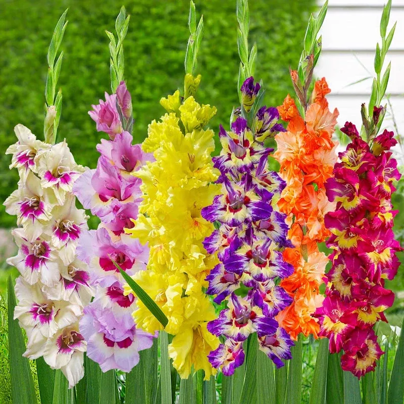 color-splash-gladiolus-mixture Color Splash Gladiolus Mixture