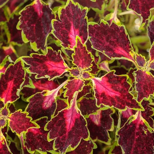 colorblaze-cherry-drop-coleus ColorBlaze Cherry Drop Coleus