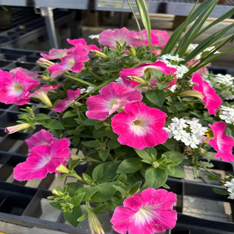 COMBO #24 – 10″ POT