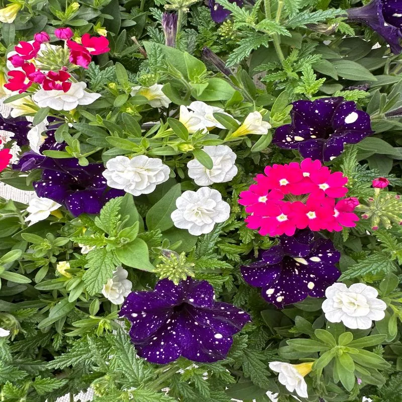 COMBO BERRY VIBES – 6″ POT