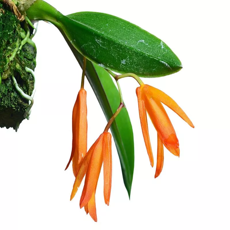 Comparettia portillae