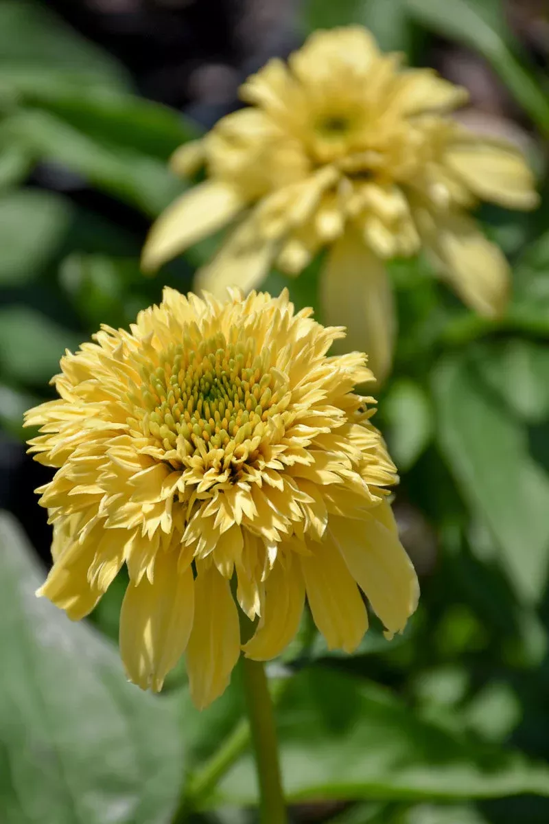 coneflower-lemon-drop-1g Coneflower, Lemon Drop 1G