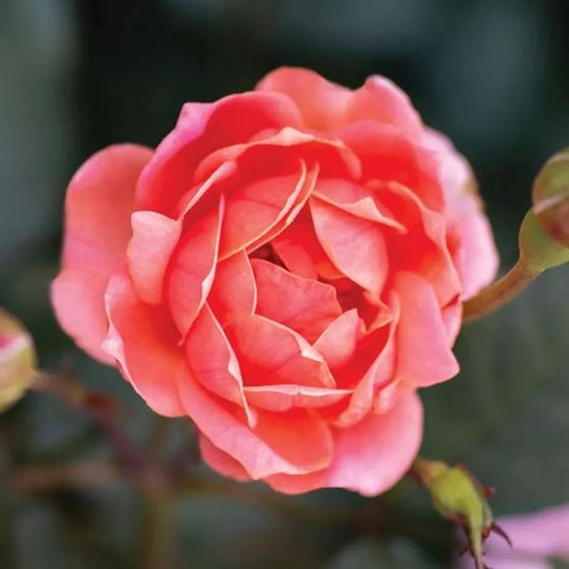 coral-knock-out-shrub-rose Coral Knock Out Shrub Rose