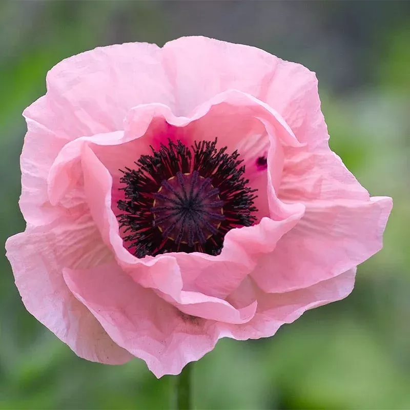 coral-reef-oriental-poppy Coral Reef Oriental Poppy
