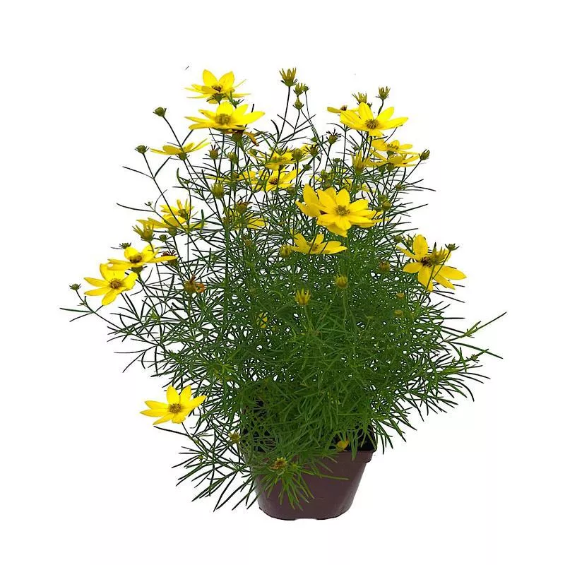 Coreopsis ‘Tweety’