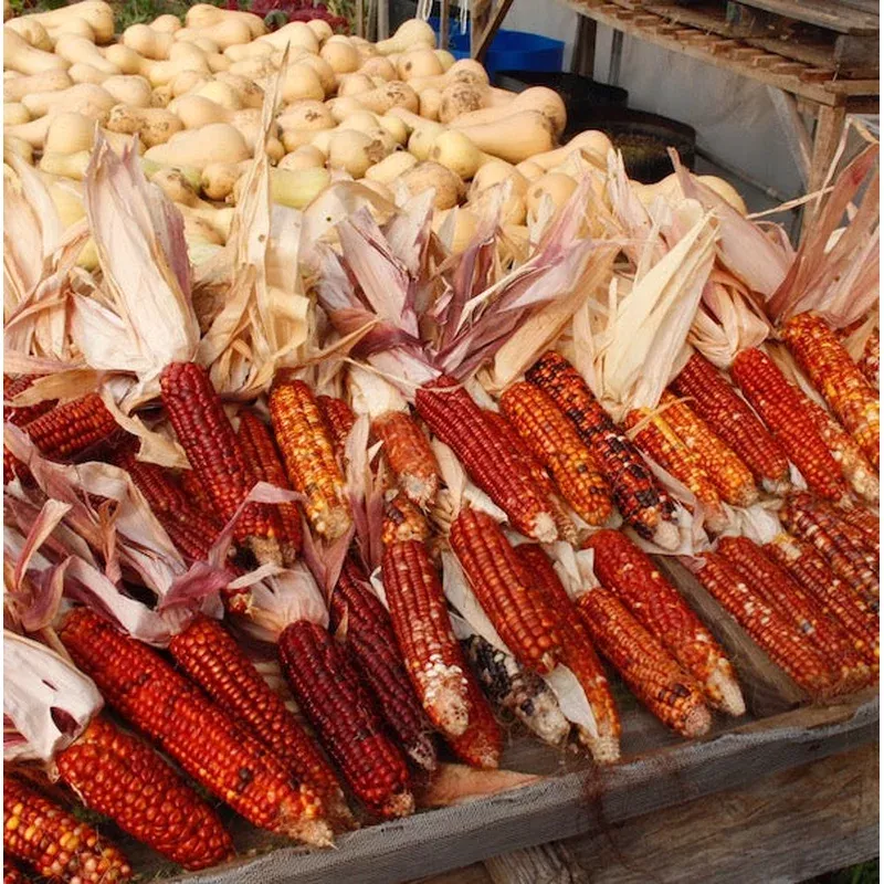 corn-sunfire-flour Corn Sunfire Flour