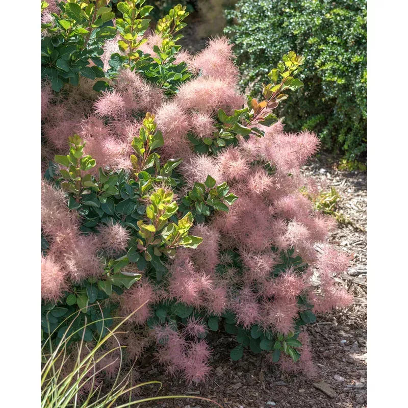 cotinus-smokey-joe Cotinus ‘Smokey Joe’