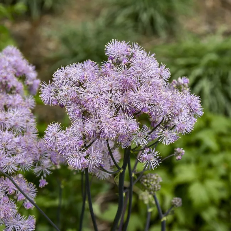 ‘Cotton Candy’ Meadow Rue (Thalictrum)