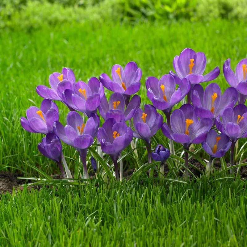 crocus-large-flowering-flower-record Crocus Large Flowering Flower Record