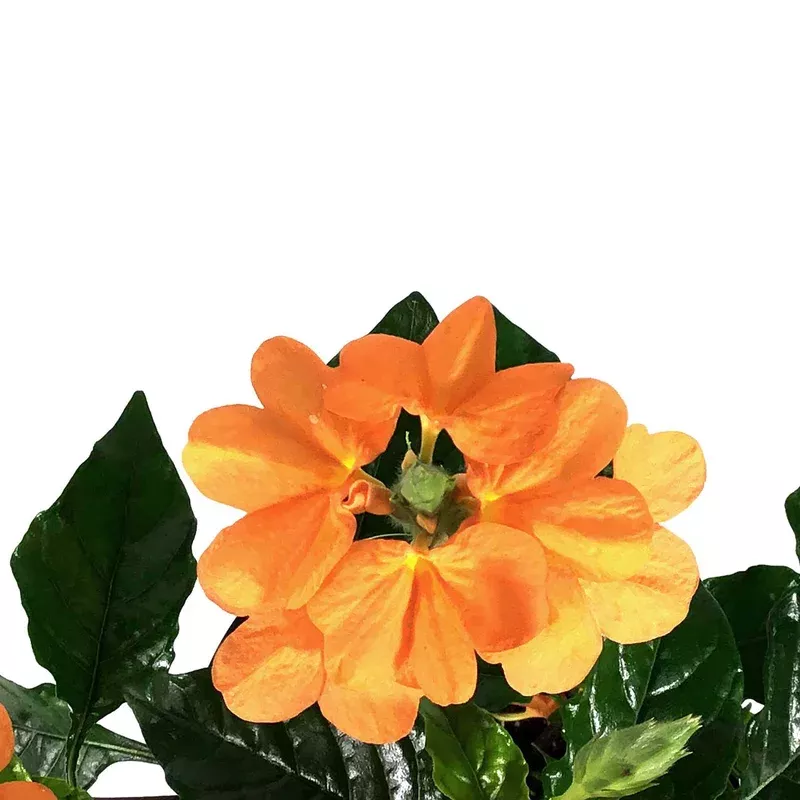 crossandra-4in-firecracker-flower Crossandra 4in Firecracker Flower