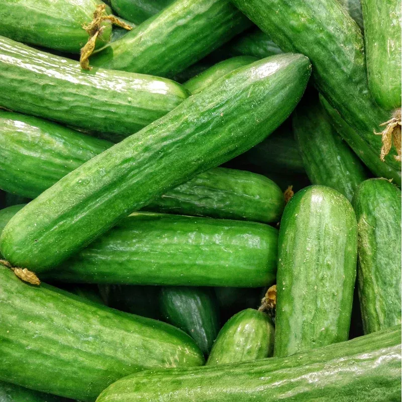 cucumber-muncher Cucumber Muncher