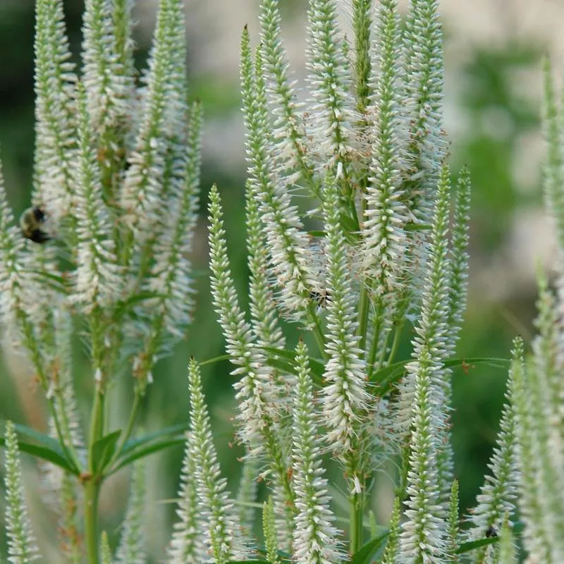 culver-s-root-veronicastrum-virginicum-fascination-1gal-pot Culver’s Root: Veronicastrum virginicum ‘Fascination’ – 1Gal Pot