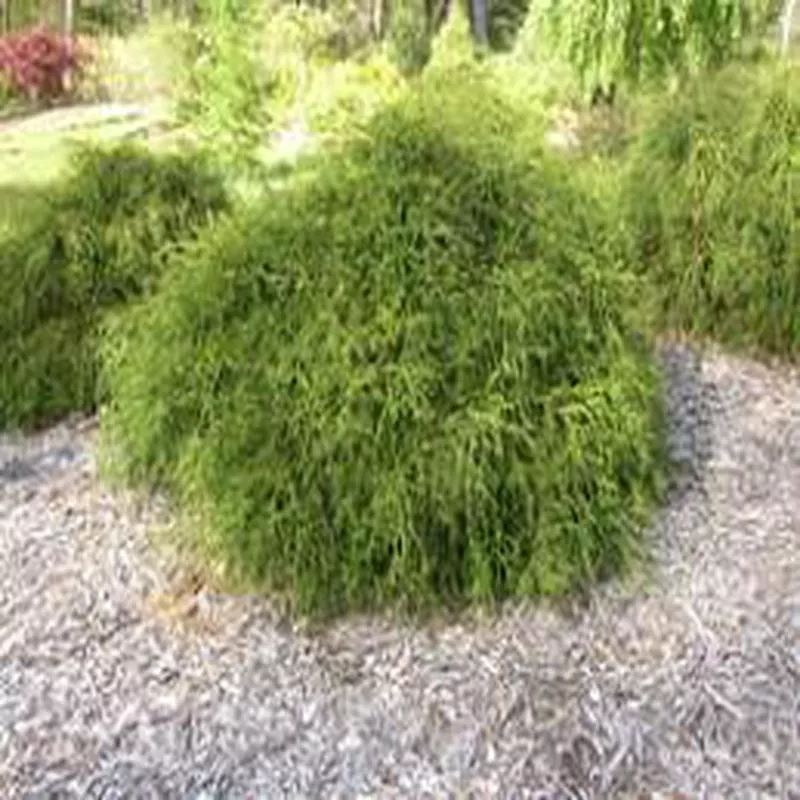 cypress-green-thread Cypress - Green Thread