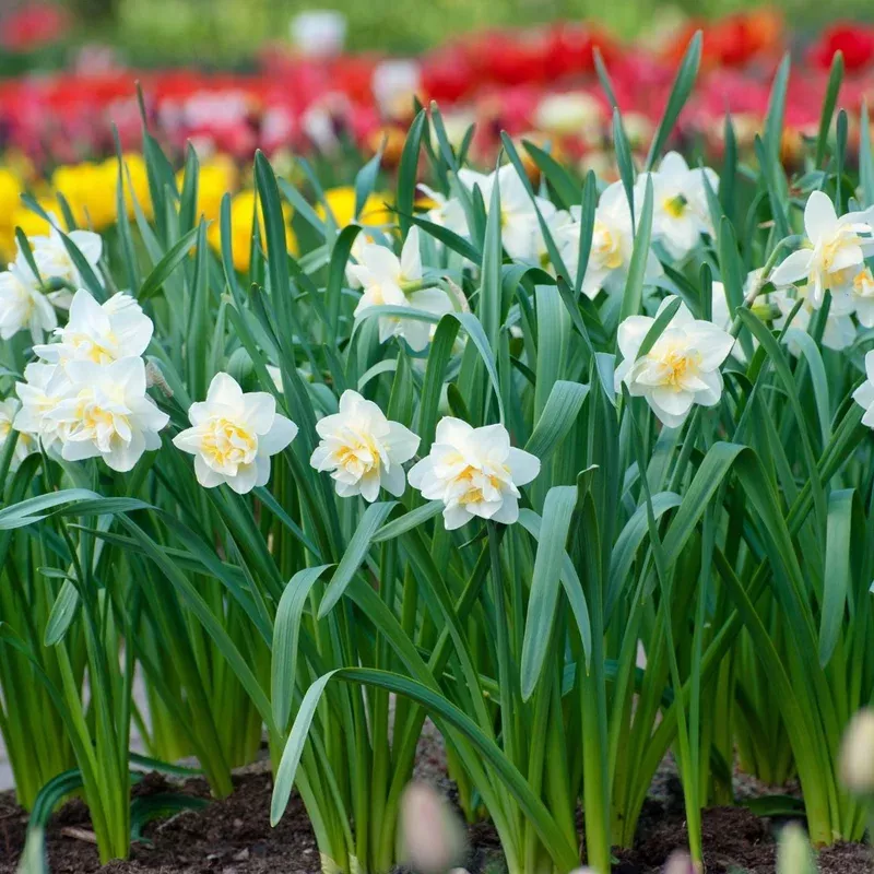 daffodil-double-white-lion-bulk-offer Daffodil Double White Lion – Bulk Offer