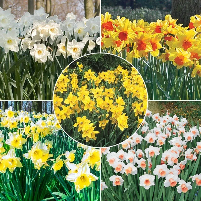 daffodils-naturalizing-collection Daffodils for Naturalizing Collection