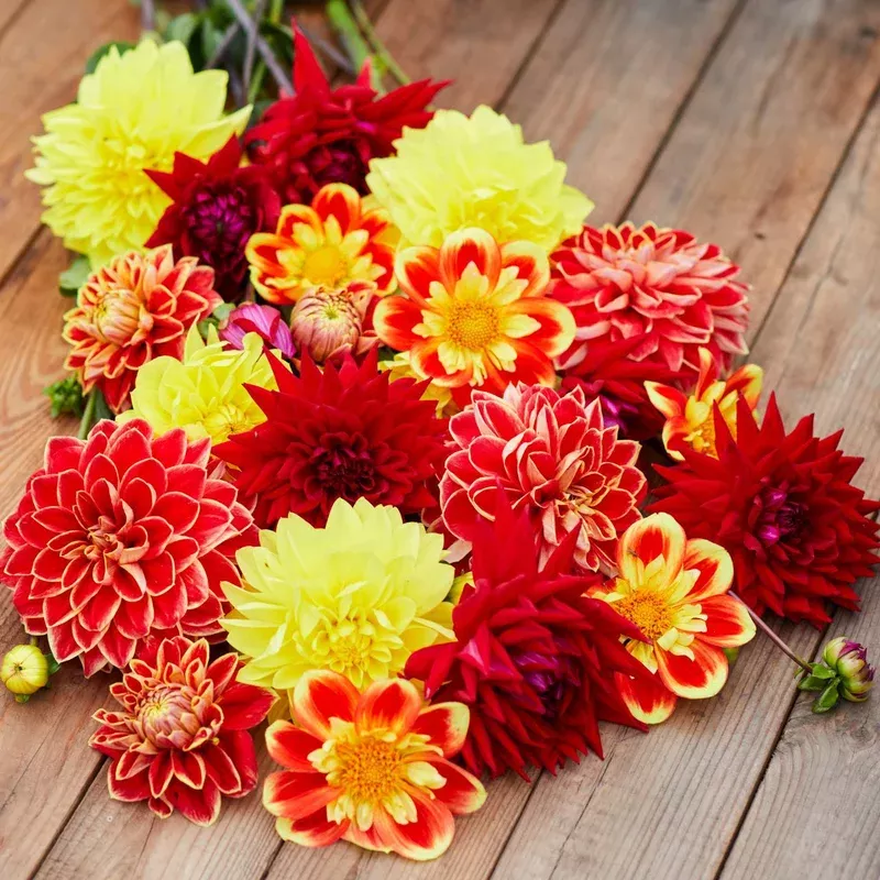 dahlia-assorted-red-fox-collection Dahlia Assorted Red Fox Collection