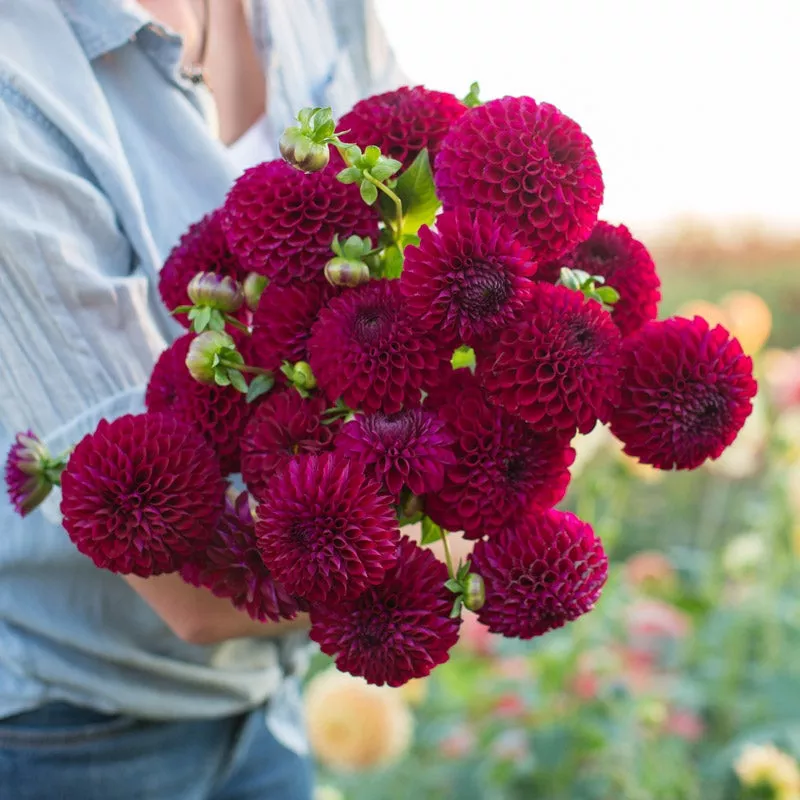 Dahlia Chimacum Troy