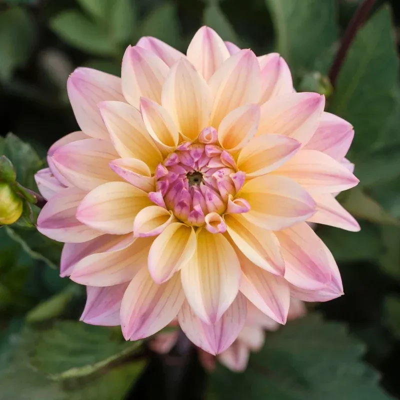 dahlia-decorative-mondriaan Dahlia Decorative Mondriaan