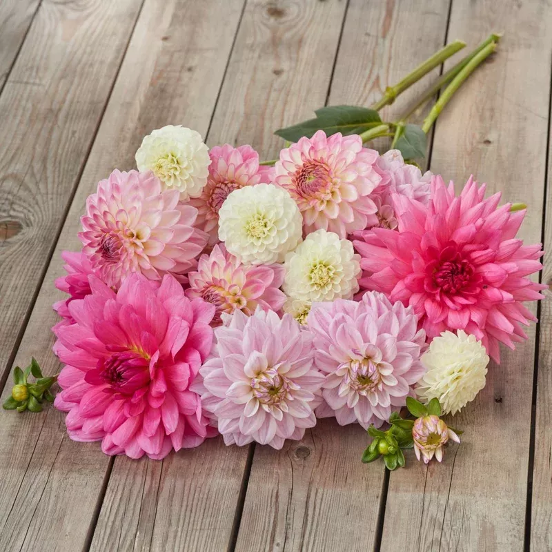 dahlia-decorative-pink-diamond-collection Dahlia Decorative Pink Diamond Collection