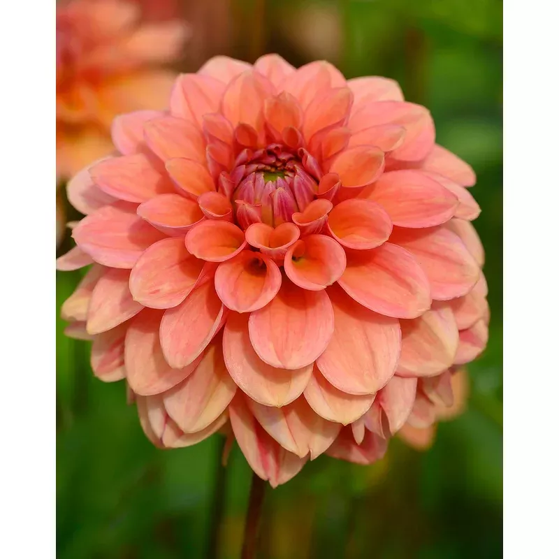 Dahlia ‘Iced Tea’