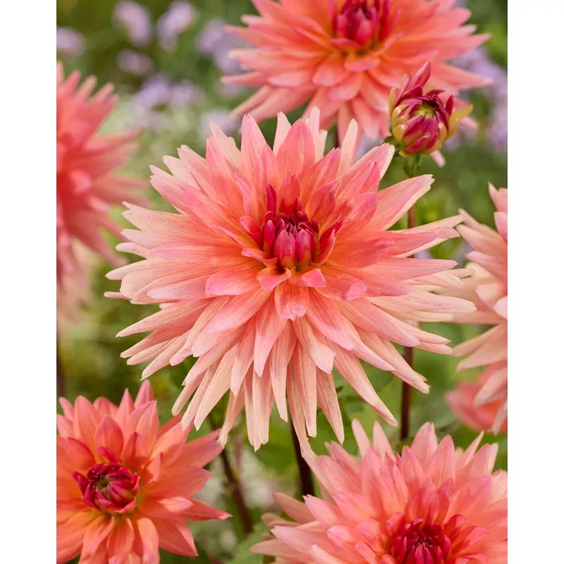 dahlia-schneckenstein Dahlia ‘Schneckenstein’