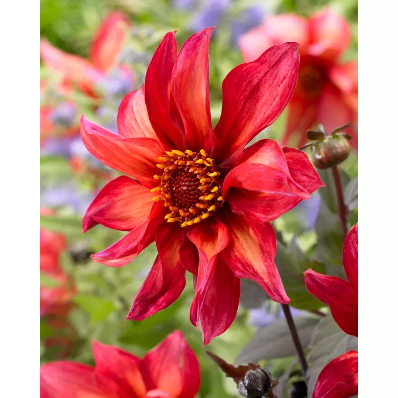 dahlia-waltzing-mathilda Dahlia ‘Waltzing Mathilda’